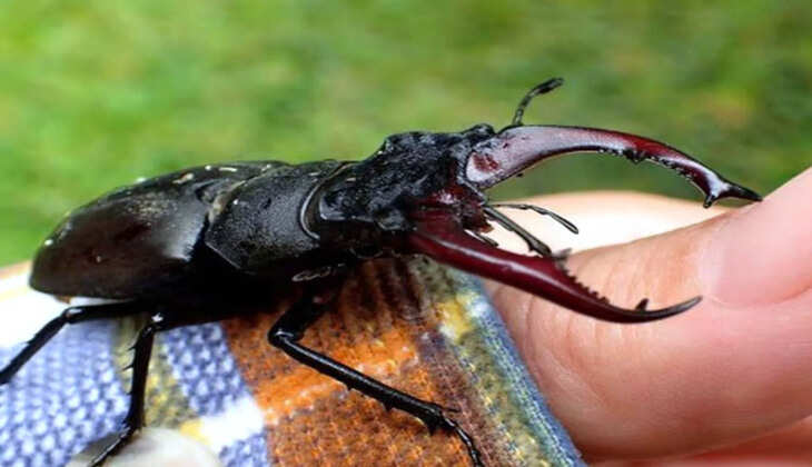 Most Expensive Insect: करोड़ों कमाने हैं तो इस कीड़े को पालना शुरू कर दें! रहती है डिमांड, जानें इसकी खासियत