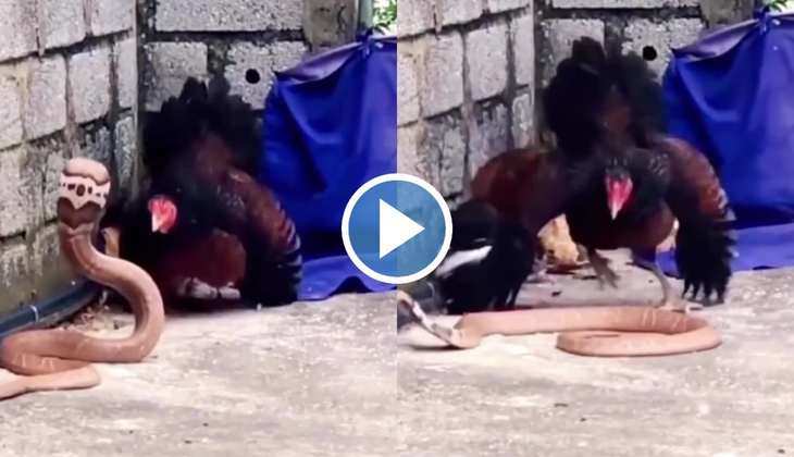 Hen Vs Snake Video: OMG! अपने बच्चों को बचाने के लिए सांप से भिड़ गई मुर्गी, दोनों के बीच हुई घमासान लड़ाई, देखें वीडियो