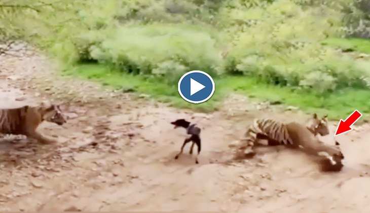 Dog Video: तेंदुए के आगे एंट्री पढ़ रहा था कुत्ता, देखिए फिर आखिर में क्या हुआ अंजाम