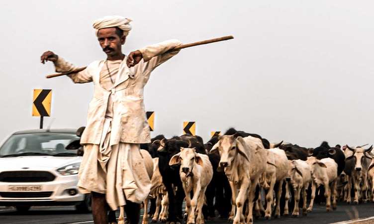 Pashu Kisan Yojana: अब बिना ब्याज के पशु किसानों को मिलेगा लोन, जानें डेढ़ लाख तक का कर्ज लेने का तरीका!