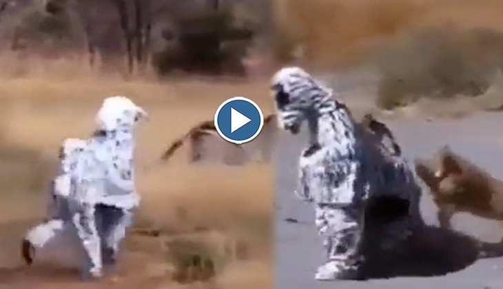 Viral Video: जेब्रा की कॉस्टयूम पहने शख्स को शेरनी ने लिया घेर, देखिए फिर आगे क्या हुआ