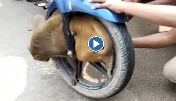 Viral Video: बाइक से टकराकर पहिए में बुरी तरह से फंस गया बंदर, ऐसे नजारा देख सड़क पर लगी भीड़