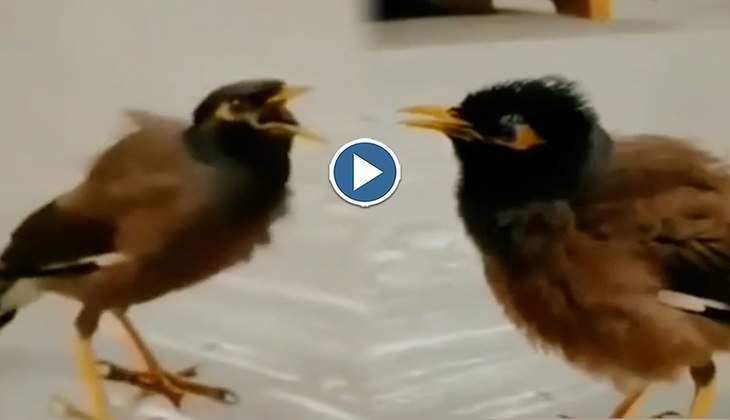 Viral Video: 'हरी बोल और हरे कृष्ण' का जाप करती है ये चिड़िया, इंटरनेट पर खूब वायरल हो रहा वीडियो