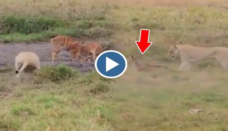 Viral Video: बम की तरह हिरण पर बरस पड़ी शेरनी, कमजोर दिल वाले न देखें वीडियो