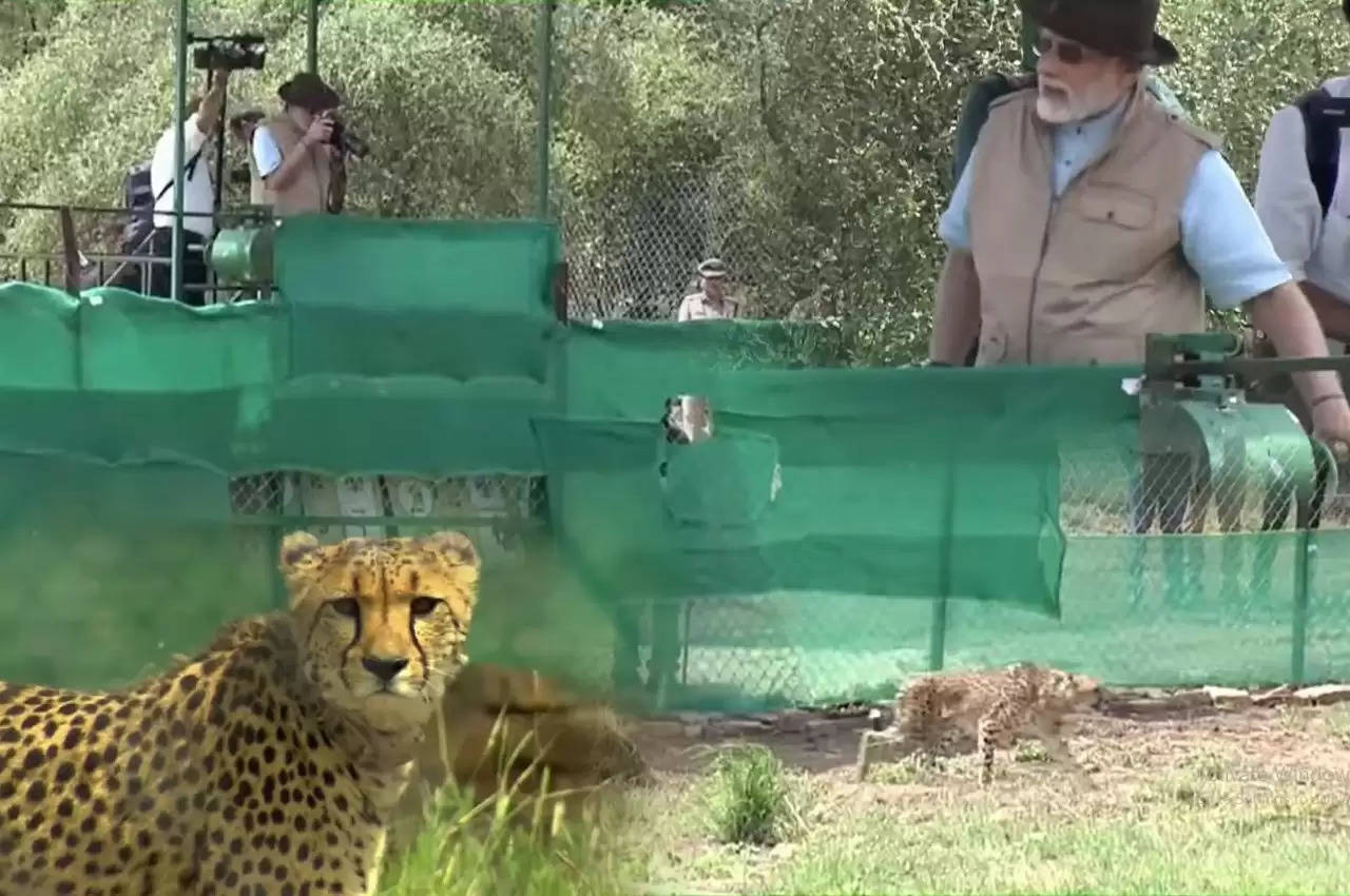 Cheetah Is Back: 70 साल का इंतजार आज खत्म, PM मोदी ने कूनो नेशनल पार्क में चीतों को छोड़ा,  देखें ये ऐतिहासिक पल