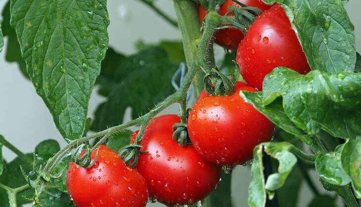 Tomato Price Today: पेट्रोल से भी महंगा हुआ टमाटर! जानें क्यों बढ़ रही है कीमते और कब तक कम होंगे दाम, सरकार ने दिया ये जवाब