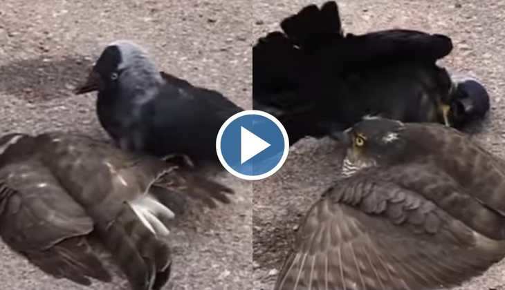 Crow Vs Hawk: गजब! बाज़ ने कौवे के ऊपर कर दिया हमला, दोनों के बीच हुई जबरदस्त लड़ाई, देखें हैरतअंगेज वीडियो