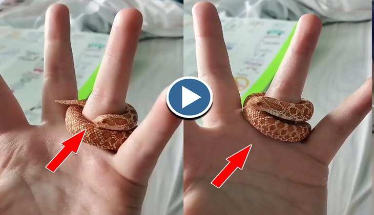 Snake Video: आय हाय! सांप के बच्चे को ऊंगली में अंगूठी की तरह पहनता है ये शख्स, देखिए वीडियो