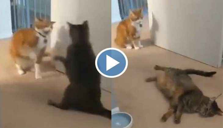 Cat Video: बिल्ली ने मरने की करी जबरदस्त एक्टिंग, वीडियो देख लोग बोले-'इन्हें बॉलीवुड भेजो'