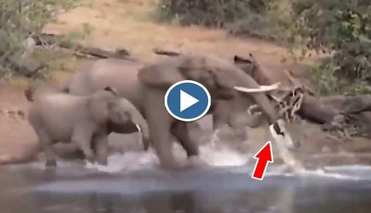 Viral Video: बाप रे! नदी में नहा रहा था हाथी का झुंड तभी मगरमच्छ ने पकड़ ली सूड, देखिए फिर क्या हुआ