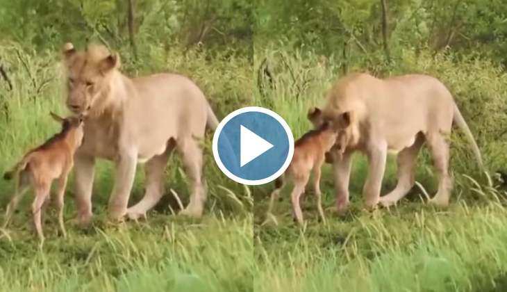 Sher Ka Video: यह तो चमत्कार है! शेरनी को हो गया हिरण के बच्चे से प्यार, वीडियो देख रह जाएंगे दंग