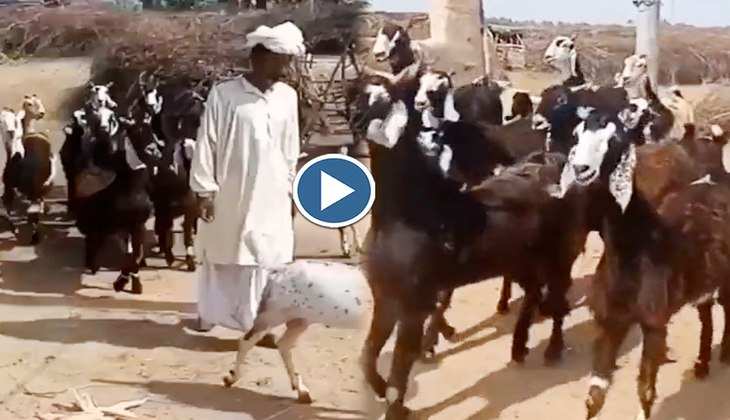 Viral Video: बाजार से बिना बिके लौटी बकरियों ने ग्रुप में मटक-मटक कर किया डांस, वीडियो को मिलियंस में मिले व्यूज