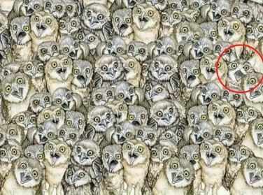 Optical Illusion: इस तस्वीर में छिपी है एक बिल्ली, 10 सेकेंड में ढूंढ़ने वाला होगा जीनियस