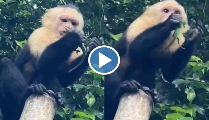 Viral Video: हे भगवान! जंगली बंदर जिंदा खा गया पूरी छिपकली, वीडियो देख आ जाएगी घिन