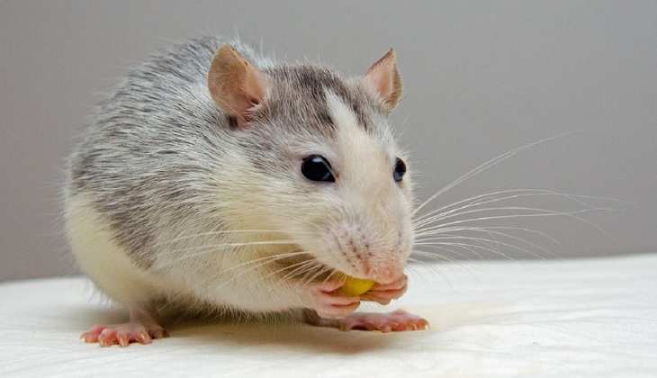 Rat Home Remedies: अब चूहों की खैर नहीं, इस घरेलू उपाय से मिल जाएगा छुटकारा, घर से दुम दबाकर भागेंगे सभी