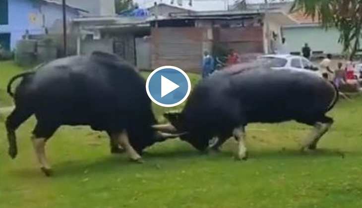Viral Video: भयंकर रूप से भिड़ गए दो जंगली सांड, वीडियो में देखिए दोनों ही जोरदार लड़ाई