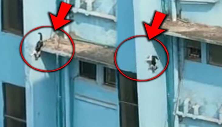 Viral Video: बिल्ली ने छह मंजिल से लगाई छलांग तो लोग बोले-'इसे कहते हैं बैलेंस', देखें वीडियो