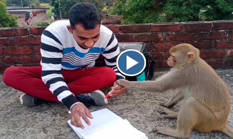 Monkey Video: ये हैं पढ़ाई लिखाई करने वाले बंदर! देखिए अपने टीचर से कैसे सीख रहे 'छोटा अ' और 'बड़ा आ'