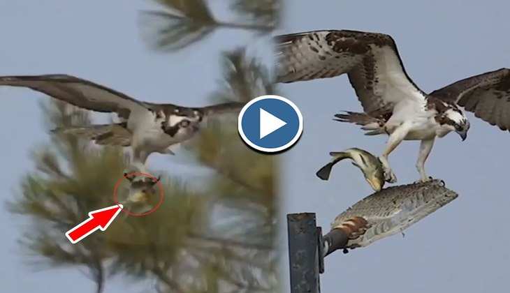 Viral Video: देखिए कितना घोर शातिर है बाज, हवा में उड़ते हुए ऐसे धर दबोची मछली
