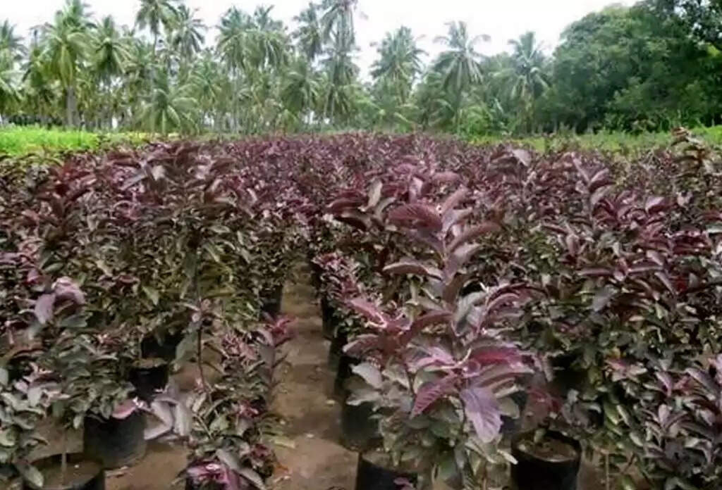 Fruit Business: इस फल का बिजनेस बनाएगा मालामाल, धड़ल्ले से होगी बिक्री! जानें कैसे होगी शुरुआत