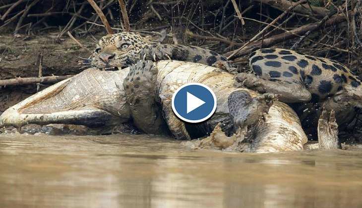 Viral Video: तेंदुए ने पानी में कूदकर मिनटों में किया जिंदा मगरमच्छ का शिकार, वीडियो देख थर्रा जाएंगे आप!