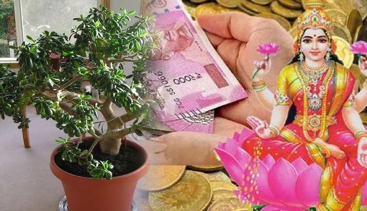 Vastu tips for money: नौकरी हो या व्यापार, हर जगह कराता है धन लाभ…जरूर लगाएं ये पौधा!