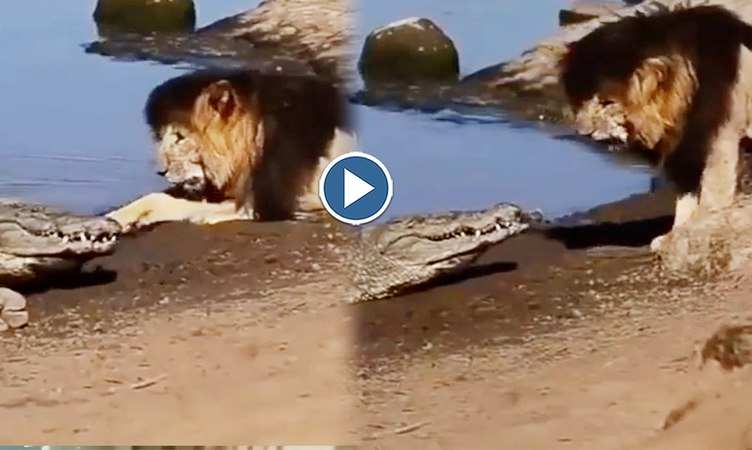 Viral Video: बब्बर शेर का पड़ा खूखार मगरमच्छ से पाला, देखिए दोनों में कौन है सबसे अधिक जबर
