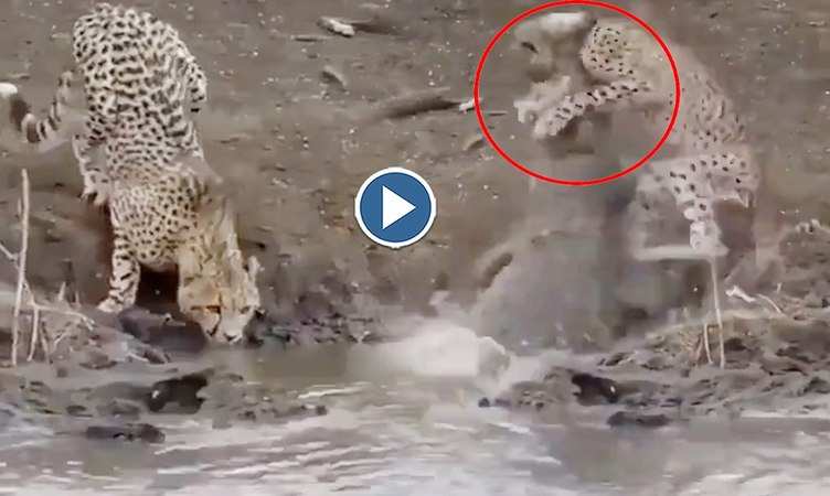 Crocodile Vs Cheetah: अरे दादा रे! चीते को पानी में खींच ले गया मगरमच्छ, वीडियो देख आंखों पर नहीं होगा यकीन