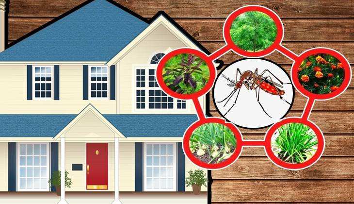 Anti Mosquito Plants: घर में लगाएंगे ये पौधे तो आसपास नहीं फटकेगा एक भी मक्खी मच्छर