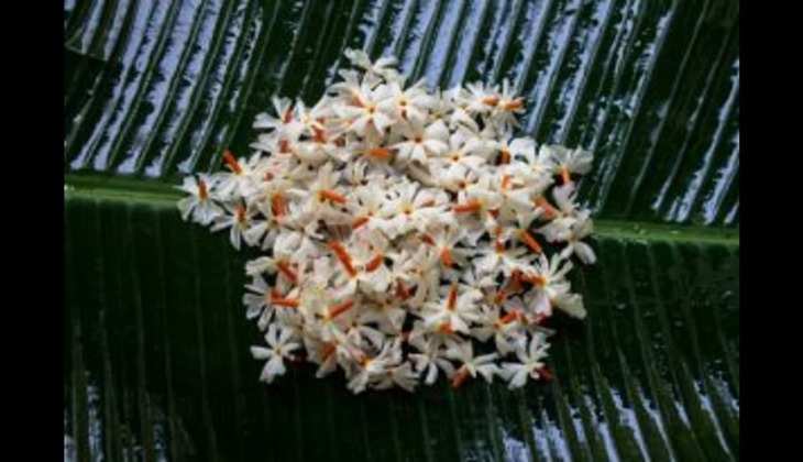 Guruwar ki puja: इस दिन श्रीहरि की पूजा के दौरान करें इन फूलों का इस्तेमाल, धन से जुड़ी हर समस्या होगी दूर