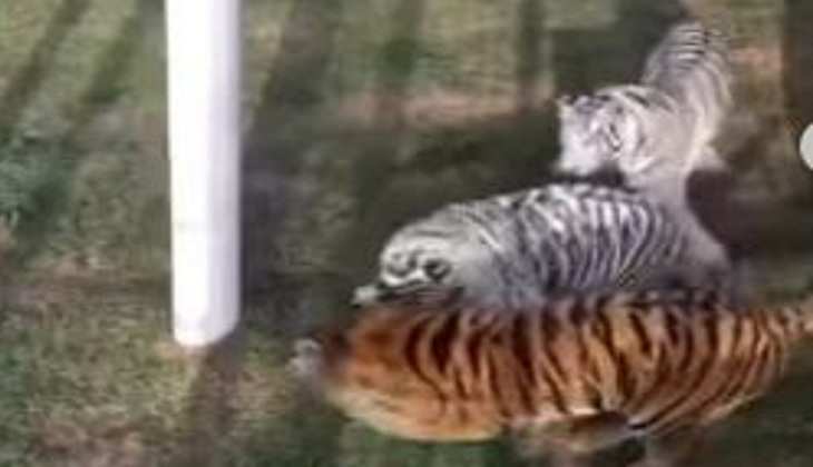 बिल्ली के बच्चे पर तीन बाघों ने किया भयानक हमला, वीडियो देखकर खड़े हो जाएंगे रौंगटे