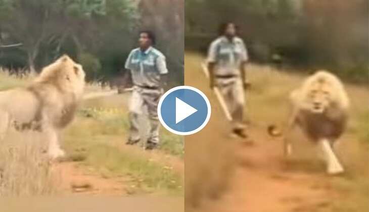 Viral Video: बब्बर शेर को कुत्ते की तरह डंडा लेकर भगा रहा ये शख्स, वीडियो देख लोग बोले-'भाई आग से खेल रहे हो'