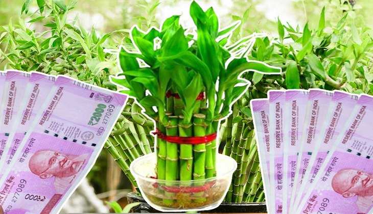 Lucky Plant For wealth: आपके जीवन में भी होगी पैसों की झमाझम बारिश, आज ही घर लाएं ये 5 पौधे…