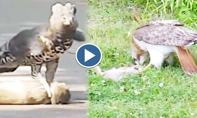 Viral Video: हे भगवान! बाज ने अपने पंजों से दबा दी बंदर की गर्दन, हल्के दिल वाले न देखें वीडियो
