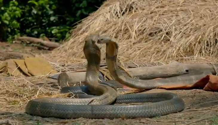 Snake Video: नागिन के लिए आपस में भिड़े दो Cobra सांप, कमजोर दिल वाले न देखें वीडियो