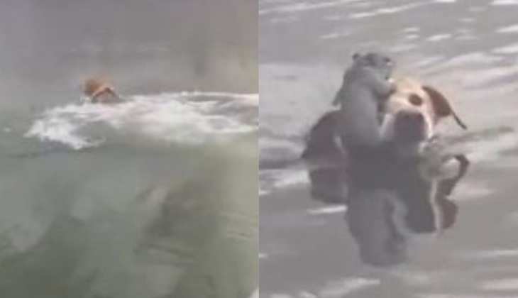 Dog Video: नदी में डूब रही थी गिलहरी तभी कुत्ते ने ली होरी की तरह एंट्री, देखिए वीडियो