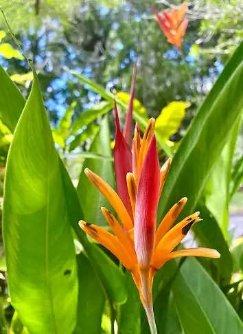 Lucky Plant For Marraige: झट मंगनी पट तय होगा विवाह, केवल घर ले आएं ये एक पौधा