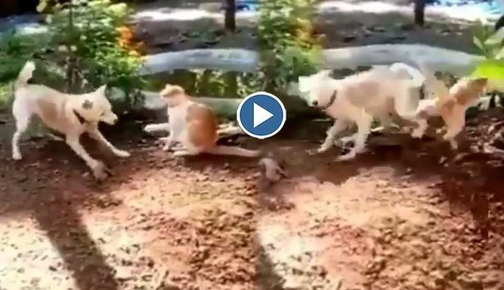 Dog Video: कर्राटेबाज कुत्ते ने बिल्ली के मुंह पर ऊलकर मारी लात, वीडियो देख लोग बोले-'ये तो पहली बार देखा'