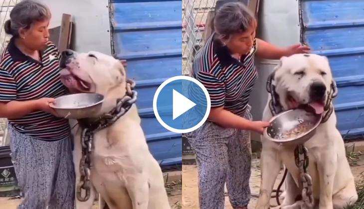 Kutte Ka Video: ओ भाई साहब! यह है दुनिया का सबसे बड़ा कुत्ता, शेर भी लगेगा इसके सामने छोटा, देखें वायरल वीडियो