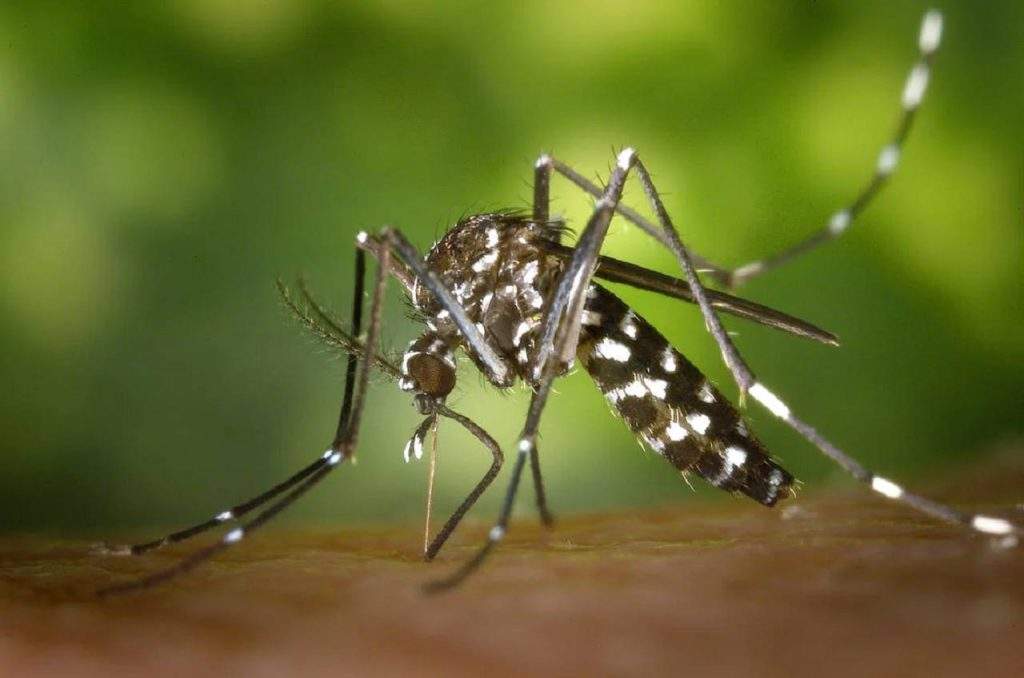 Mosquitoes के आंतक से आ गए हैं तंग? तो इन तगड़े उपयों से 2 मिनट में भागेंगे सारे मच्छर