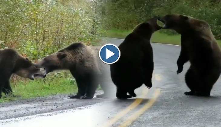 Viral Video: गुस्साए भालुओं में सड़क पर हो गई भयंकर हाथापाई, पहले नहीं देखी होगी ऐसी लड़ाई