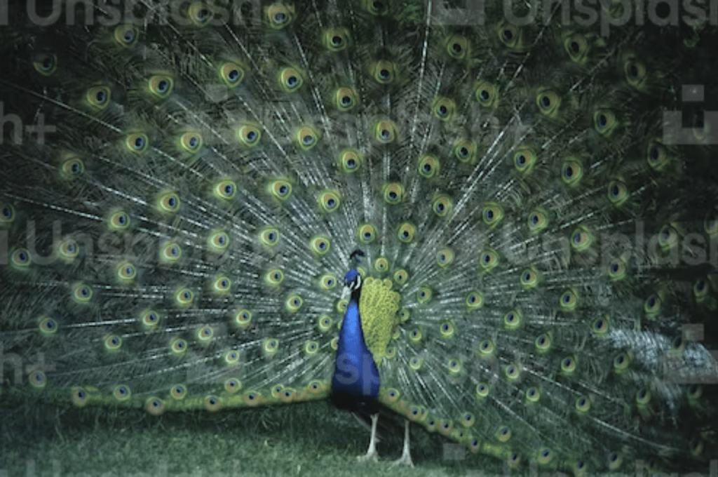 Peacock feathers benefits: मोर के पंखों से हो सकता है धन का लाभ, घर में इस जगह पर लाकर रखें