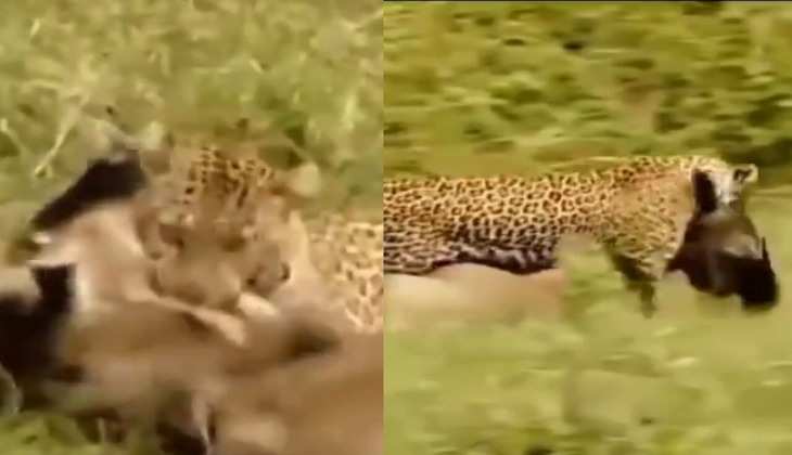 Viral Video: तेंदुए ने जंगली गाय की गर्दन पर वार कर मिनटों में किया शिकार, देखें दर्दनाक वीडियो