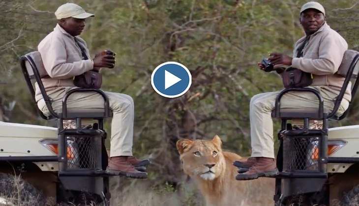 Viral Video: हे भगवान! फोटोग्राफ्री करने में मग्न था ये शख्स तभी पीछे से आ धमकी शेरनी, देखिए फिर क्या हुआ