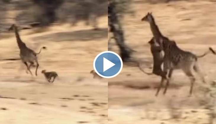 Viral Video: जिराफ के पीछे हाथ धोकर पड़ गईं शेरनियां, देखिए फिर लंबाई का फायदा उठाकर कैसे बचाई जान