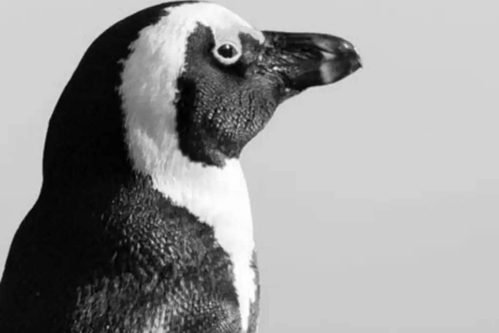 क्या धरती पर पाएं जाने वाला पेंग्विन एलियन हैं? मिले दूसरे ग्रह से 'कनेक्शन' के सबूत