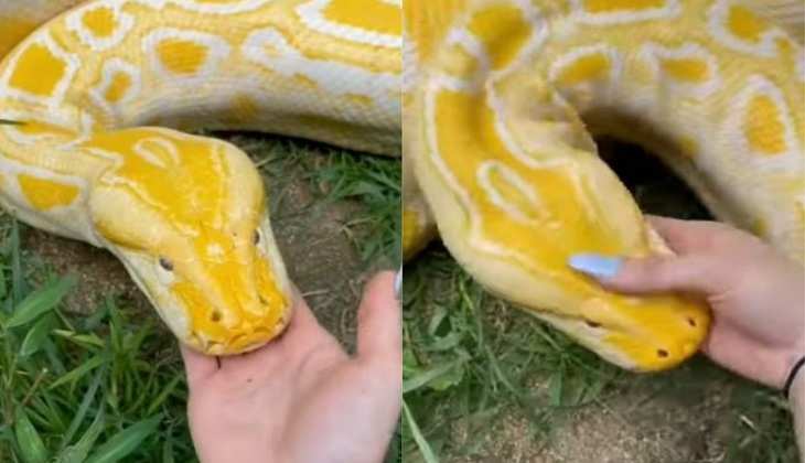 Snake Video: हे भगवान! महिला ने सांप के मुंह में दे दिया अपना हाथ, दिल थाम के देखिए फिर क्या हुआ