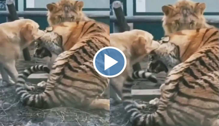 Viral Video: बाप रे! टाइगर का कान खा गया बौखलाया कुत्ता, वीडियो देख लोग बोले-'क्या कॉन्फिडेंस है'