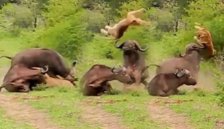 Viral Video: भैंस पर शेर को हमला करना पड़ा महंगा, दो बार उठाकर पटका, देखें वीडियो