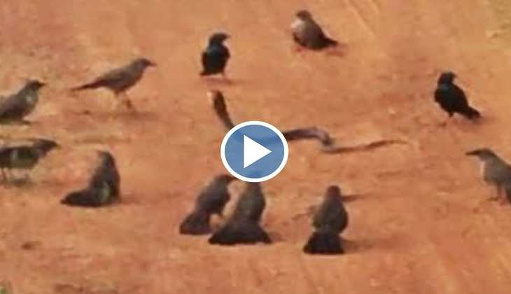 Snake Video: गुस्साईं चिड़ियों ने मिलकर सांप की लगा दी लंका, चुन-चुनकर ऐसे लिया बदला